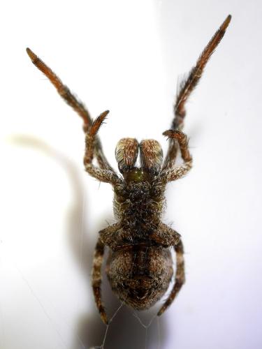 Réf. 332 304 : Hyptiotes paradoxus